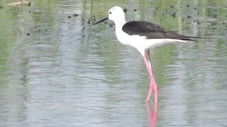 Ladies Mile, Limassol — кулики на косе и клев по бровке