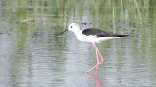 Ladies Mile, Limassol — кулики на косе и клев по бровке