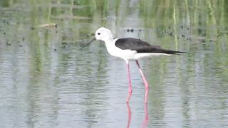 Ladies Mile, Limassol — кулики на косе и клев по бровке