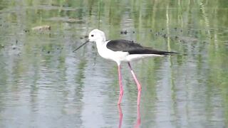 Ladies Mile, Limassol — кулики на косе и клев по бровке