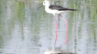 Ladies Mile, Limassol — кулики на косе и клев по бровке