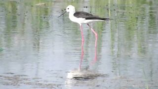 Ladies Mile, Limassol — кулики на косе и клев по бровке