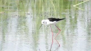 Ladies Mile, Limassol — кулики на косе и клев по бровке