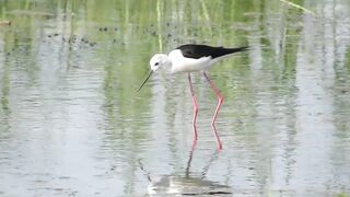 Ladies Mile, Limassol — кулики на косе и клев по бровке