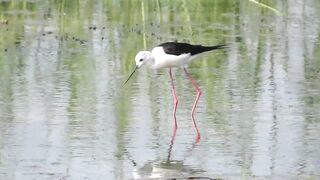 Ladies Mile, Limassol — кулики на косе и клев по бровке