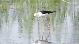 Ladies Mile, Limassol — кулики на косе и клев по бровке