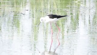Ladies Mile, Limassol — кулики на косе и клев по бровке