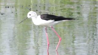 Ladies Mile, Limassol — кулики на косе и клев по бровке