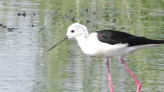 Ladies Mile, Limassol — кулики на косе и клев по бровке