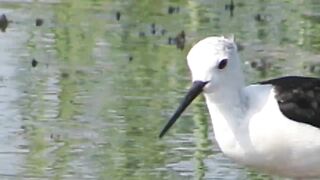 Ladies Mile, Limassol — кулики на косе и клев по бровке