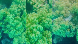 Reef в Акабе - куда кидать с берега, чтобы не цеплять кораллы?