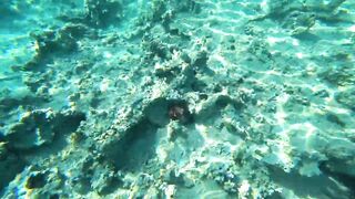 Aqaba, South Beach — подводный мир и где бросать снасть