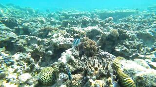 Aqaba, South Beach — подводный мир и где бросать снасть