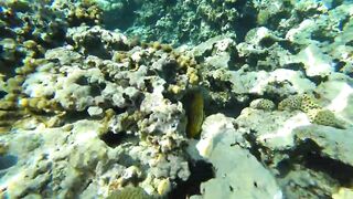 Aqaba, South Beach — подводный мир и где бросать снасть