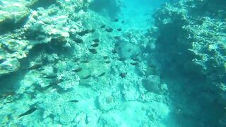 Aqaba, South Beach — подводный мир и где бросать снасть