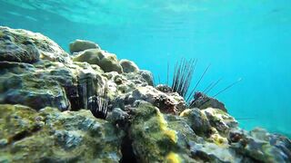 Aqaba, South Beach — подводный мир и где бросать снасть