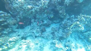 Aqaba, South Beach — подводный мир и где бросать снасть