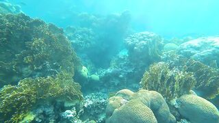 Aqaba, South Beach — подводный мир и где бросать снасть