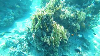 Aqaba, South Beach — подводный мир и где бросать снасть