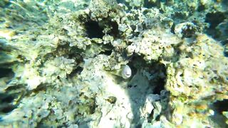 Aqaba, South Beach — подводный мир и где бросать снасть