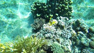 Aqaba, South Beach — подводный мир и где бросать снасть