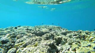 Aqaba, South Beach — подводный мир и где бросать снасть