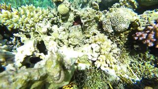 Aqaba, South Beach — подводный мир и где бросать снасть