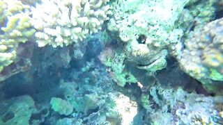 Aqaba, South Beach — подводный мир и где бросать снасть