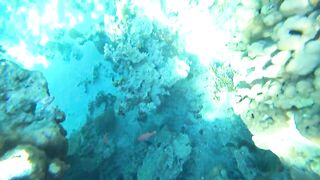 Aqaba, South Beach — подводный мир и где бросать снасть