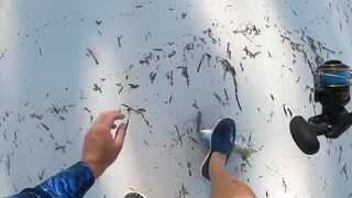 Eleuthera, Governors Harbour - жёлтые джейки с пляжа: как ловить