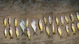 Sealine, Qatar: пляжный выезд и рыбалка на прибое у дюн