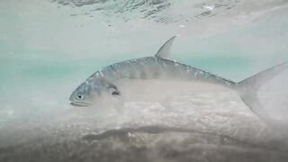 Sealine, Qatar — хороший бой рыбы: снасти и место по ветру