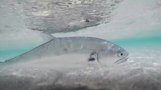 Sealine, Qatar — хороший бой рыбы: снасти и место по ветру