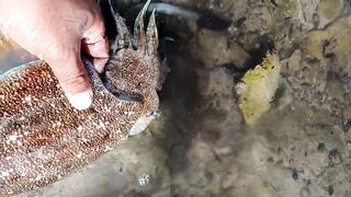 Fuwairit, Qatar - клюнул шихам: береговой выезд и снасти