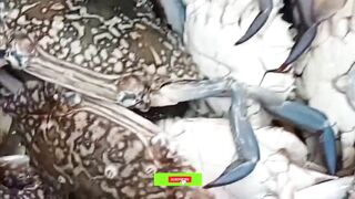 Fuwairit, Qatar - береговая рыбалка на рассвете: EP.06