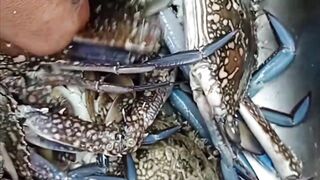 Fuwairit, Qatar - береговая рыбалка на рассвете: EP.06