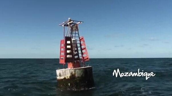 Как малабарский групер у Иньяки проглотил подстреленного черного люциана