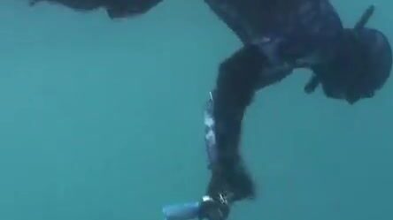 Как малабарский групер у Иньяки проглотил подстреленного черного люциана