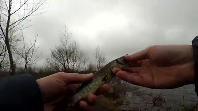 На турнире в Набада мы взяли пятое место по щуке