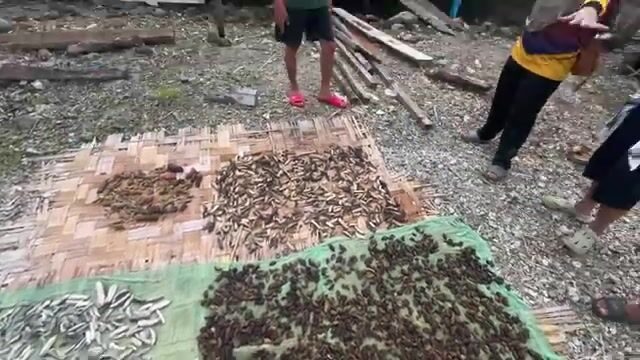 Засолка и сушка морских огурцов в Пандами на архипелаге Сулу