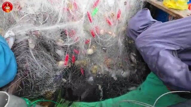 Утренний улов у рыбацких сетей в Кега с мягким крабом и каракатицами