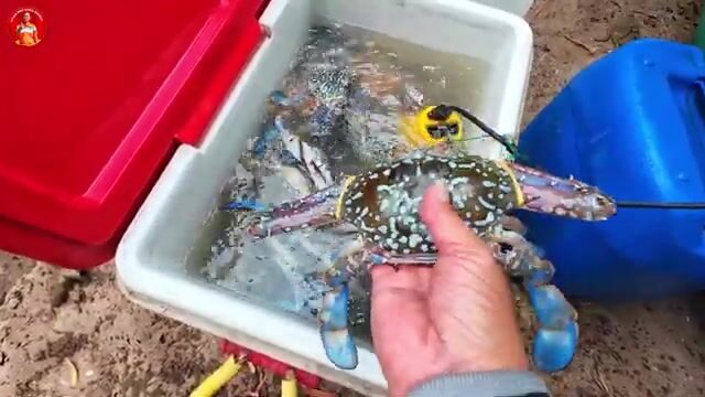Утренний улов у рыбацких сетей в Кега с мягким крабом и каракатицами