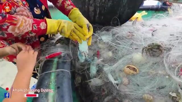 Утренний улов у рыбацких сетей в Кега с мягким крабом и каракатицами