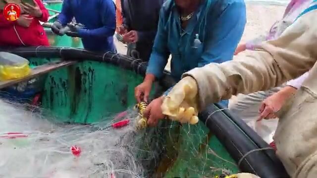 Утренний улов у рыбацких сетей в Кега с мягким крабом и каракатицами