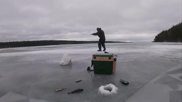 Ледовая ловля окуня у скалы на Онеге с блесной и переходом между лунками