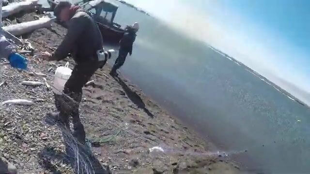 Выбор сети с гольцом и сельдью у острова Хершел в Северном Ледовитом океане