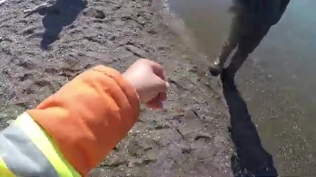 Выбор сети с гольцом и сельдью у острова Хершел в Северном Ледовитом океане