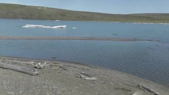 Выбор сети с гольцом и сельдью у острова Хершел в Северном Ледовитом океане