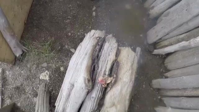 Выбор сети с гольцом и сельдью у острова Хершел в Северном Ледовитом океане