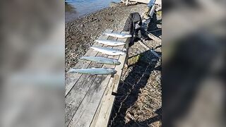 Выбор сети с гольцом и сельдью у острова Хершел в Северном Ледовитом океане